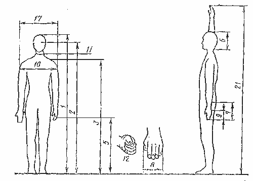 Схема антропометрических признаков тела человека в положении стоя